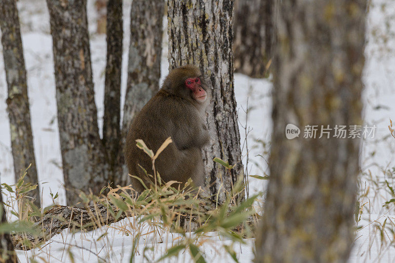 日光国家公园的日本猕猴(学名:Macaca fuscata)